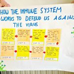 Seniors: Immune System Project